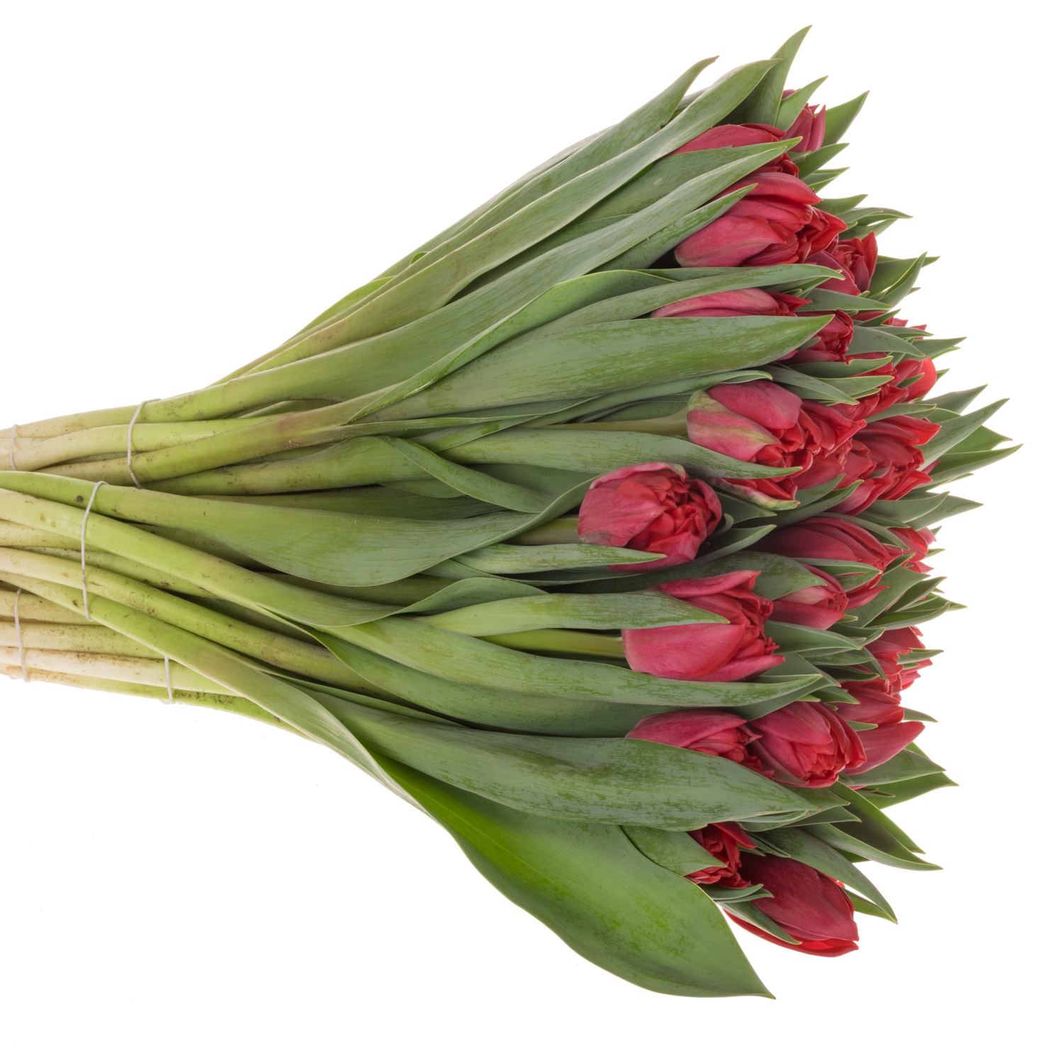Tulpe rot doppel rot foxtrot CoasTulip 38 Gramm