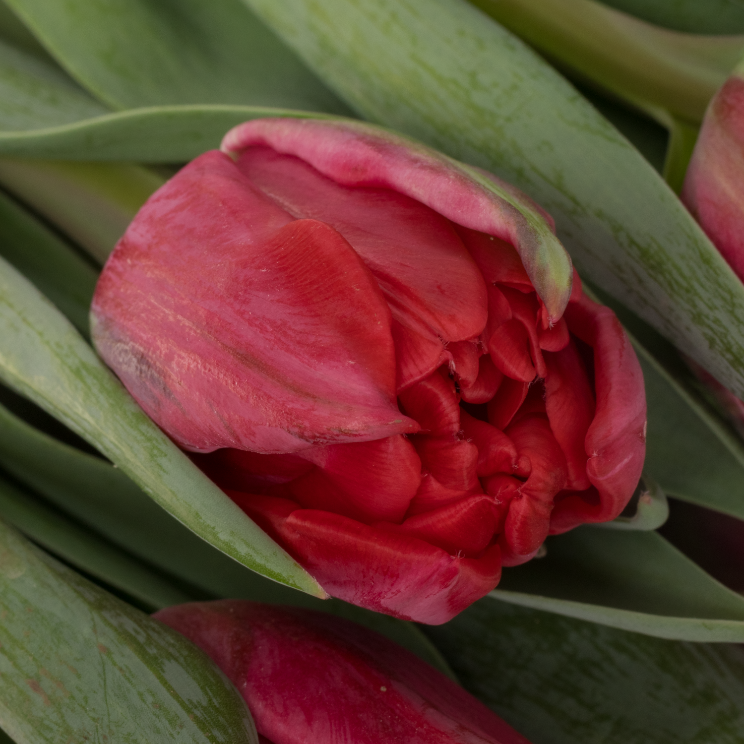 Tulpe rot doppel rot foxtrot CoasTulip 38 Gramm