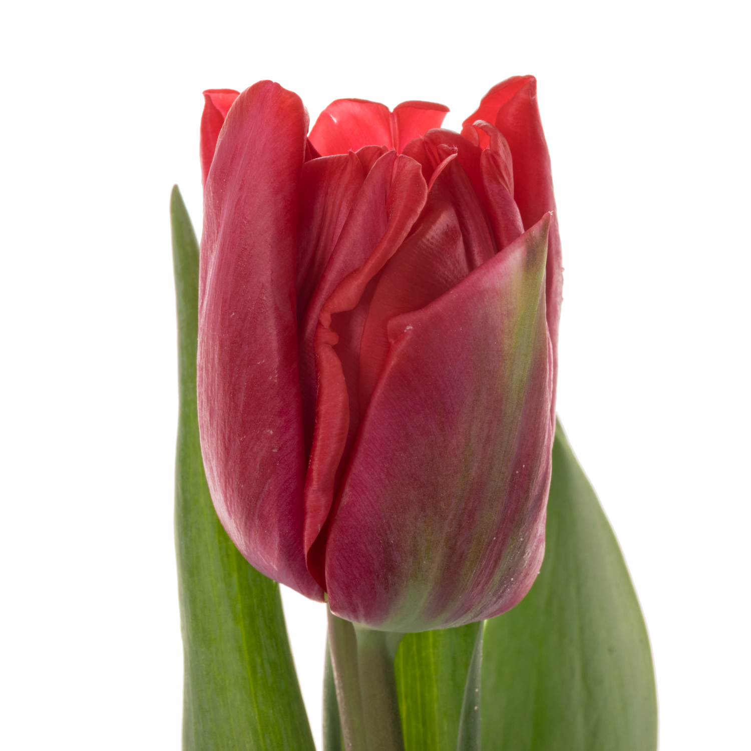 Tulpe rot doppel rot foxtrot CoasTulip 38 Gramm