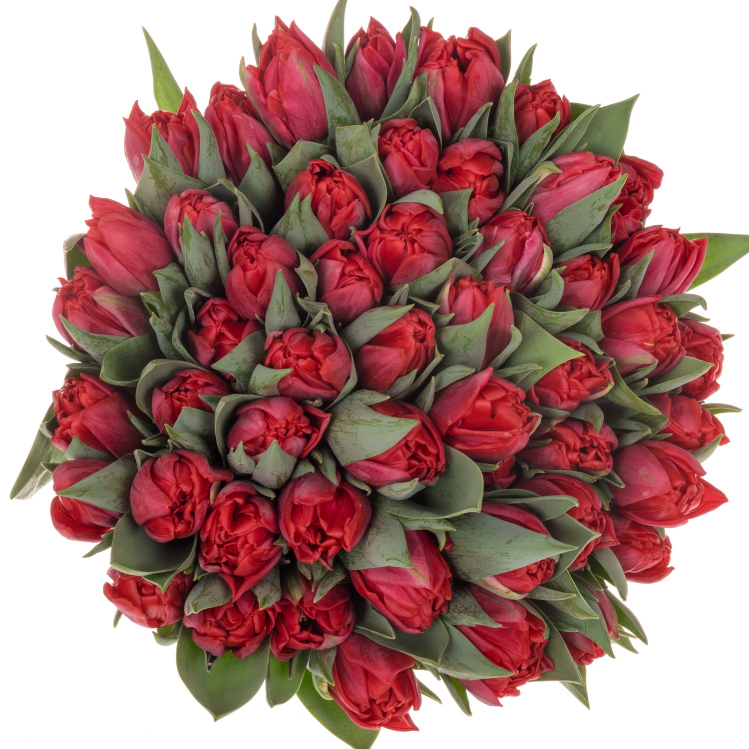 Tulpe rot doppel rot foxtrot CoasTulip 38 Gramm