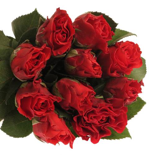 Rose rot El Toro 50cm