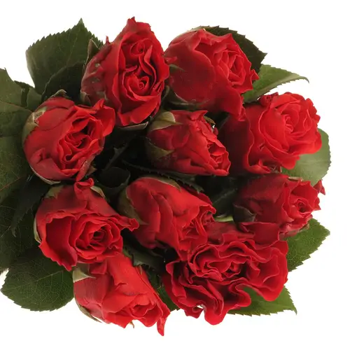 Rose rot El Toro 50cm