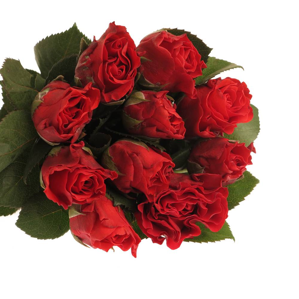 Rose rot El Toro 50cm
