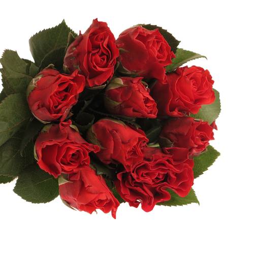 Rose rot El Toro 50cm