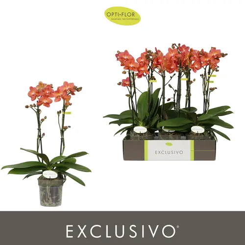 Phal.2-R orange Eos Exclusivo T12 H045
