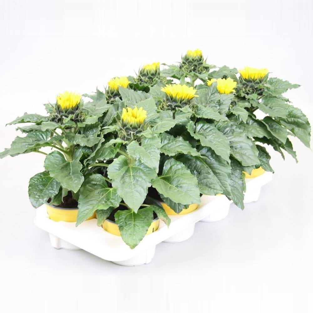 Sonnenblume gelb Sunsation T13 H030