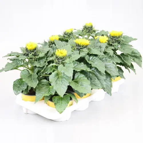Sonnenblume gelb Sunsation T13 H030