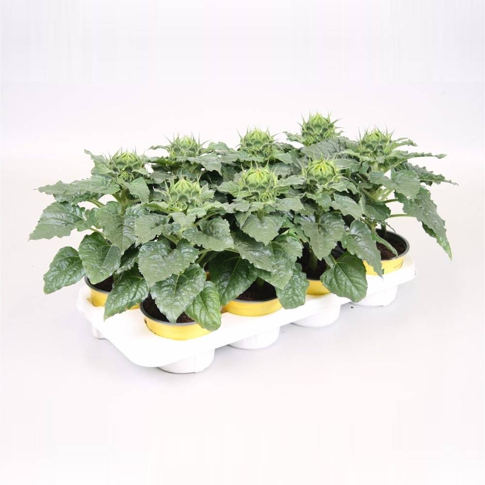 Sonnenblume gelb Sunsation T13 H030