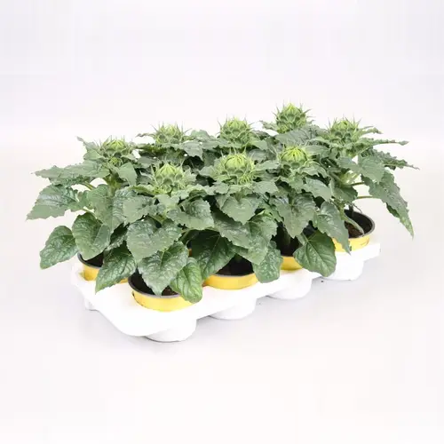 Sonnenblume gelb Sunsation T13 H030