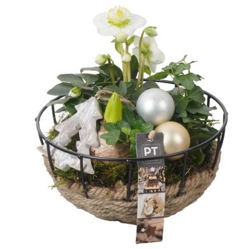 Helleborus.Arr PTWO1931 Weihnachten T20 H022