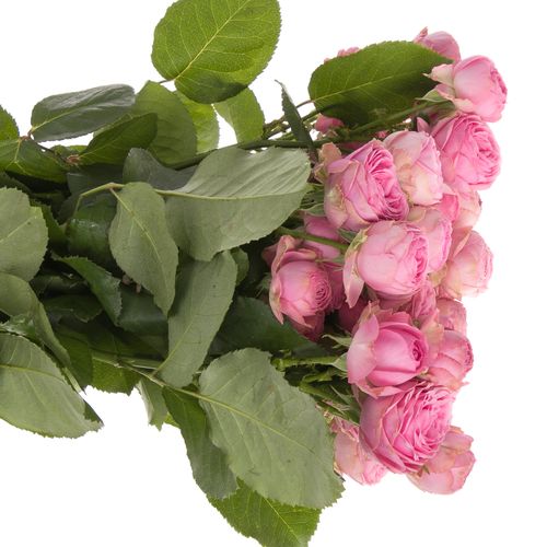 Rose verzweigt dunkel rosa Giselle 6+Blüte 60cm
