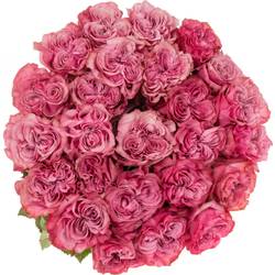 Rose lila Country Blues (Ec) 40cm