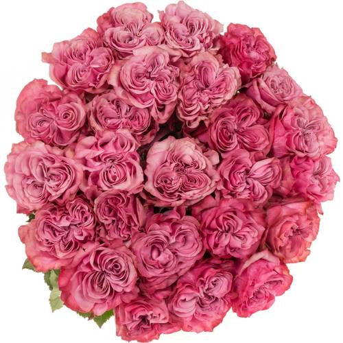 Rose lila Country Blues (Ec) 40cm