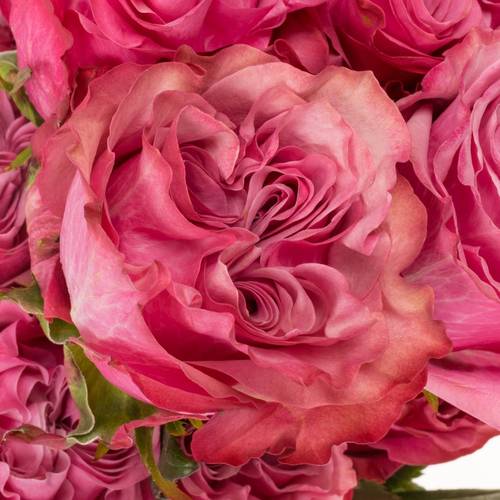 Rose lila Country Blues (Ec) 40cm