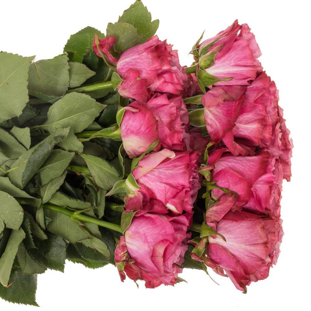 Rose lila Country Blues (Ec) 40cm