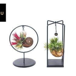 Tillandsia mix Small Cube/Ring T10 H025