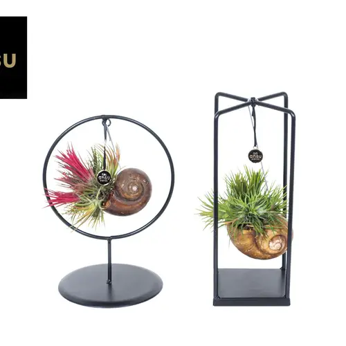 Tillandsia mix Small Cube/Ring T10 H025