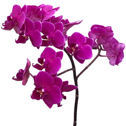 Phalaenopsis lila Baby 50 Kleine Blüte 3 Stiele 
