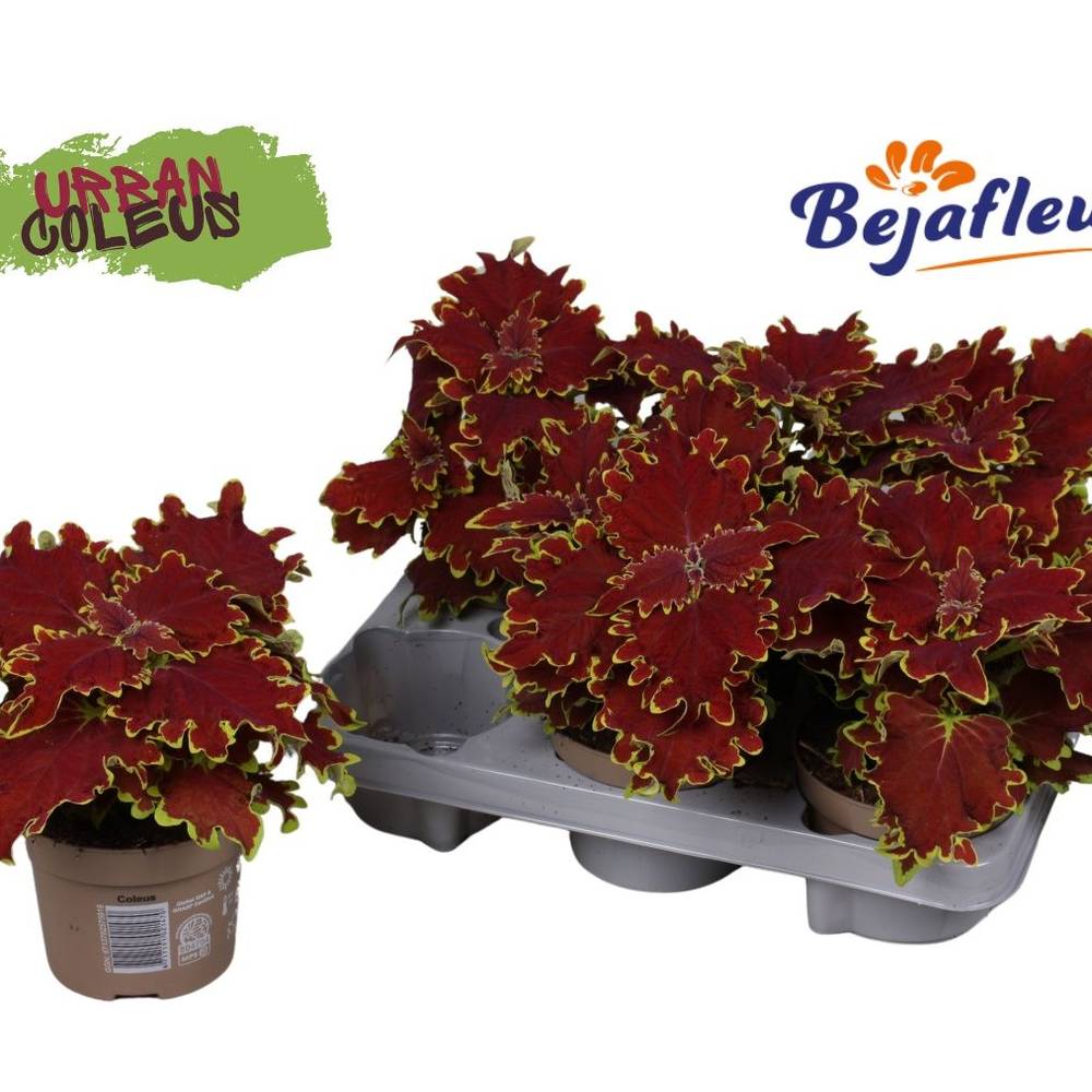 Coleus Urban Crown Jewel T12 H025