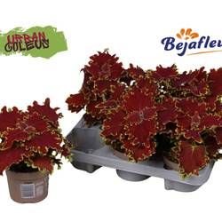 Coleus Urban Crown Jewel T12 H025