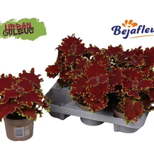 Coleus Urban Crown Jewel T12 H025