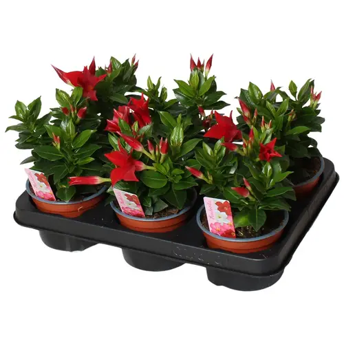 Mandeville dunkel rot T12 H020