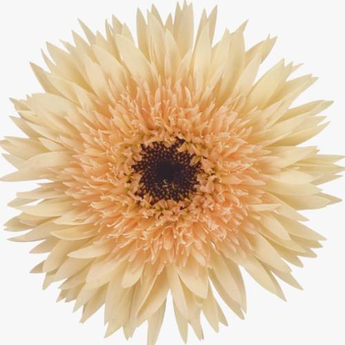 Germini apricot Spin Punki Erik