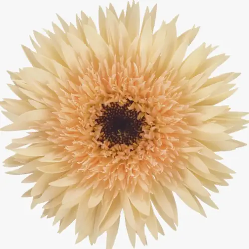 Germini apricot Spin Punki Erik