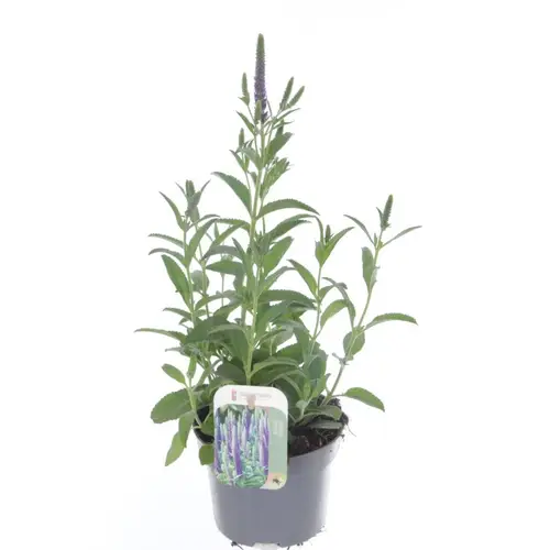 Veronica blau Spicata T13 H045