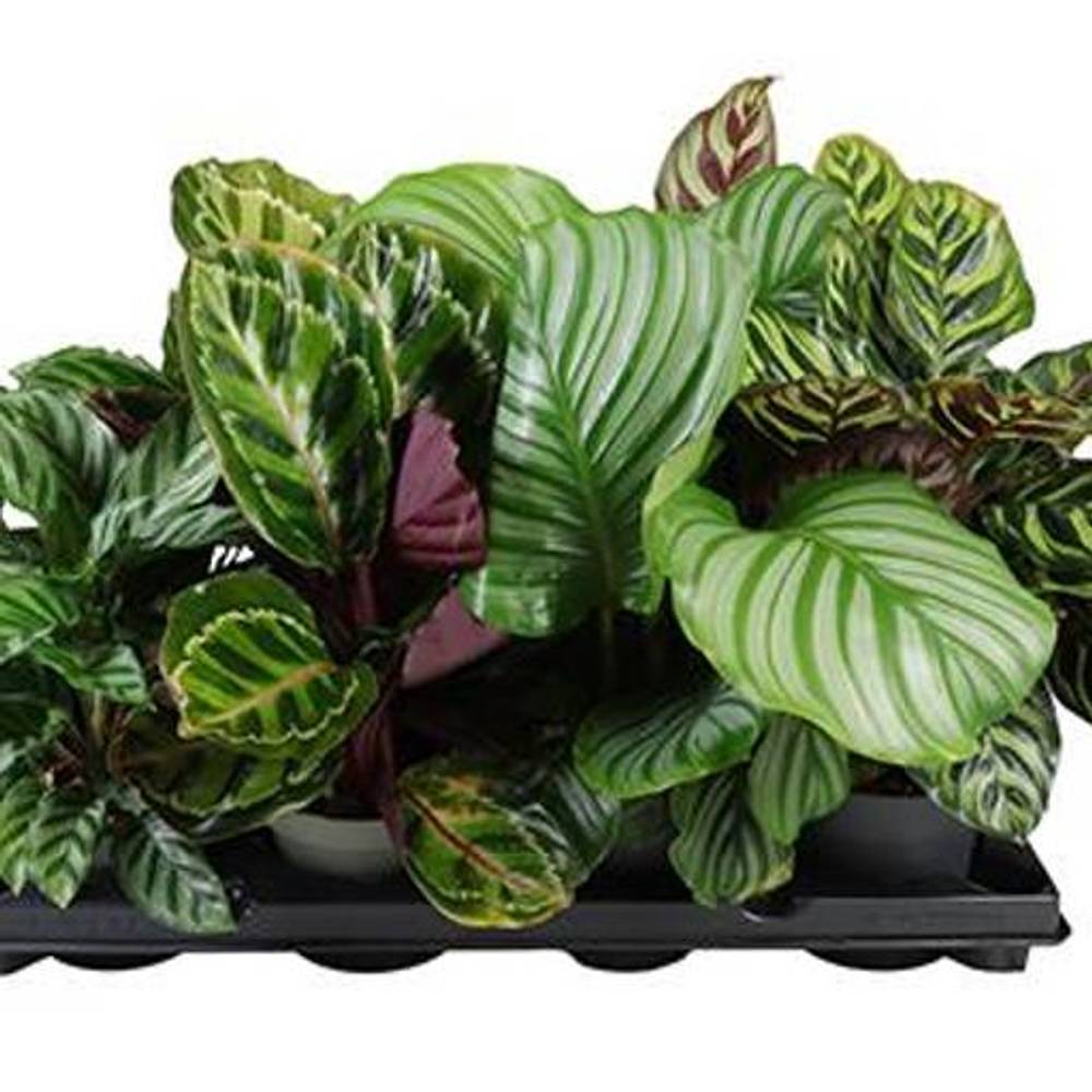 Calathea Species mix T12 H030