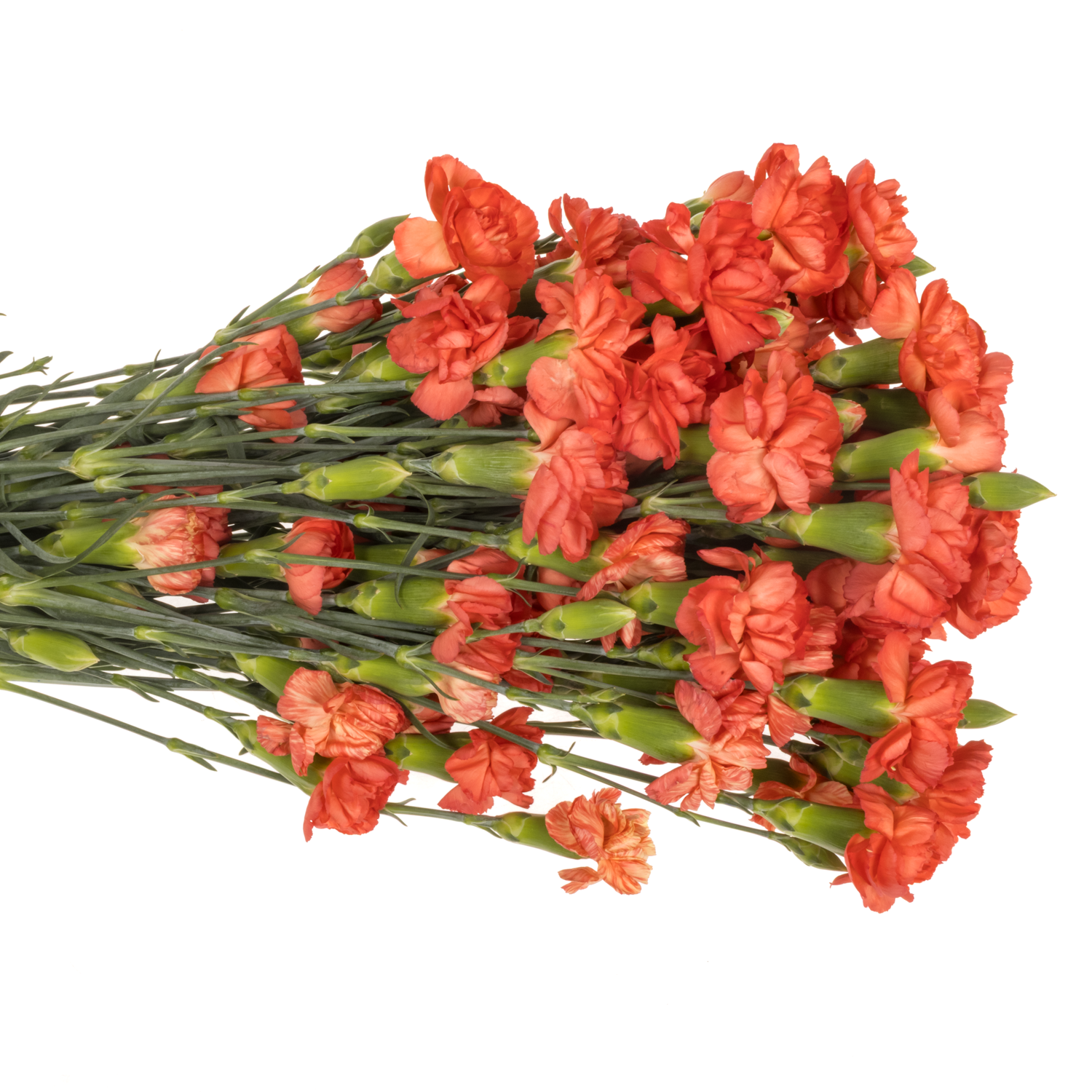 Spraynelke orange Valencia 60cm X20