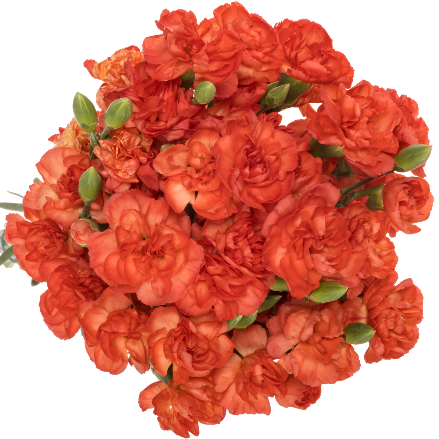 Spraynelke orange Valencia 60cm X20