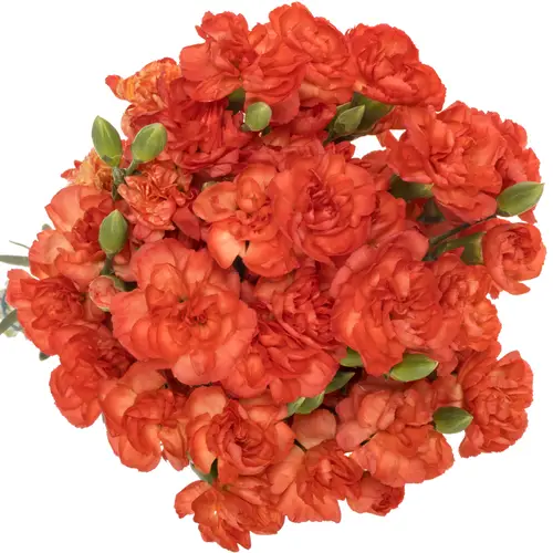 Spraynelke orange Valencia 60cm X20