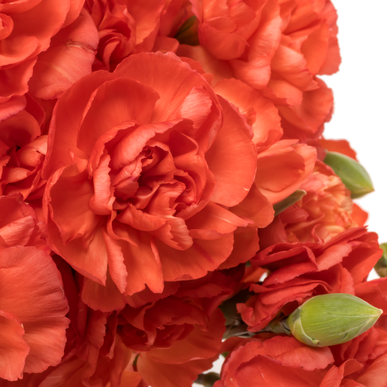 Spraynelke orange Valencia 60cm X20