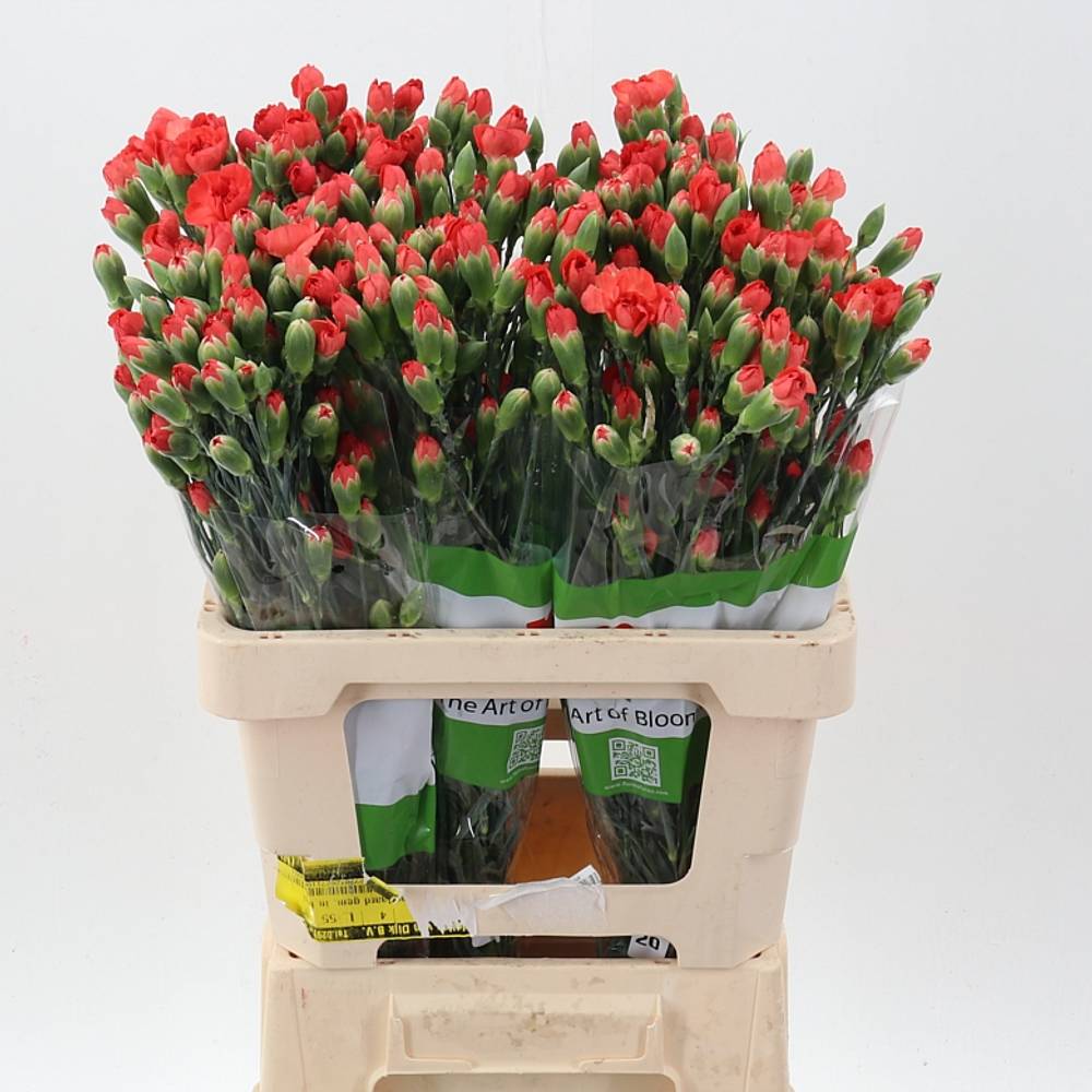 Spraynelke rot Valencia 60cm X20