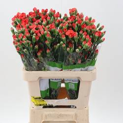 Spraynelke rot Valencia 60cm X20