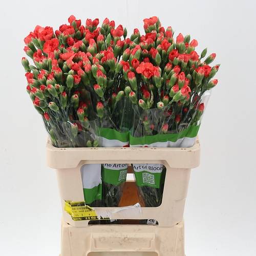 Spraynelke rot Valencia 60cm X20