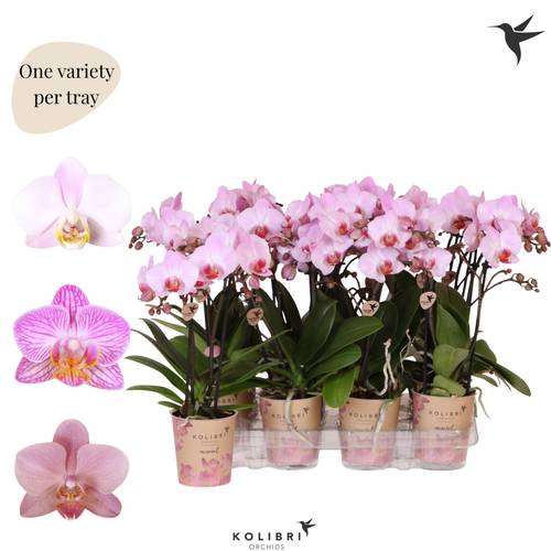 Phal.2-R hell rosa Kolibri T09 H040