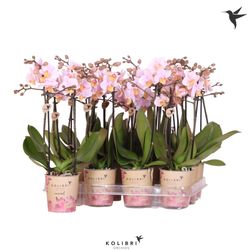 Phal.2-R rosa Kolibri T09 H40