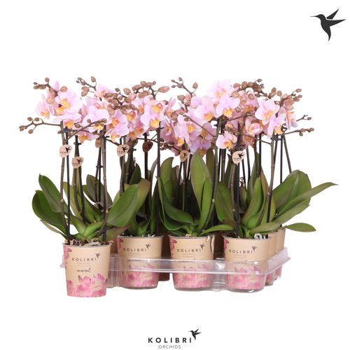 Phal.2-R rosa Kolibri T09 H40