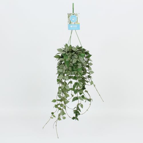 Hoya Krohniana Eskimo Ampel T14