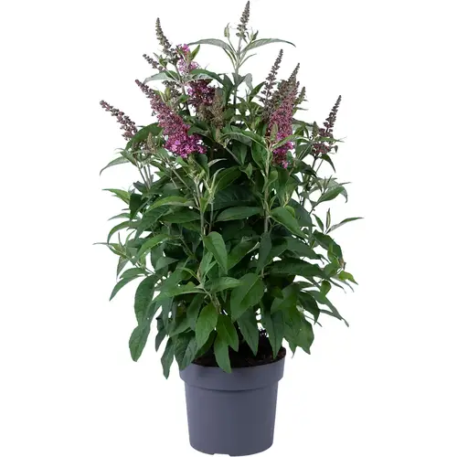 Buddleja Dav. rosa Candy T19 H060