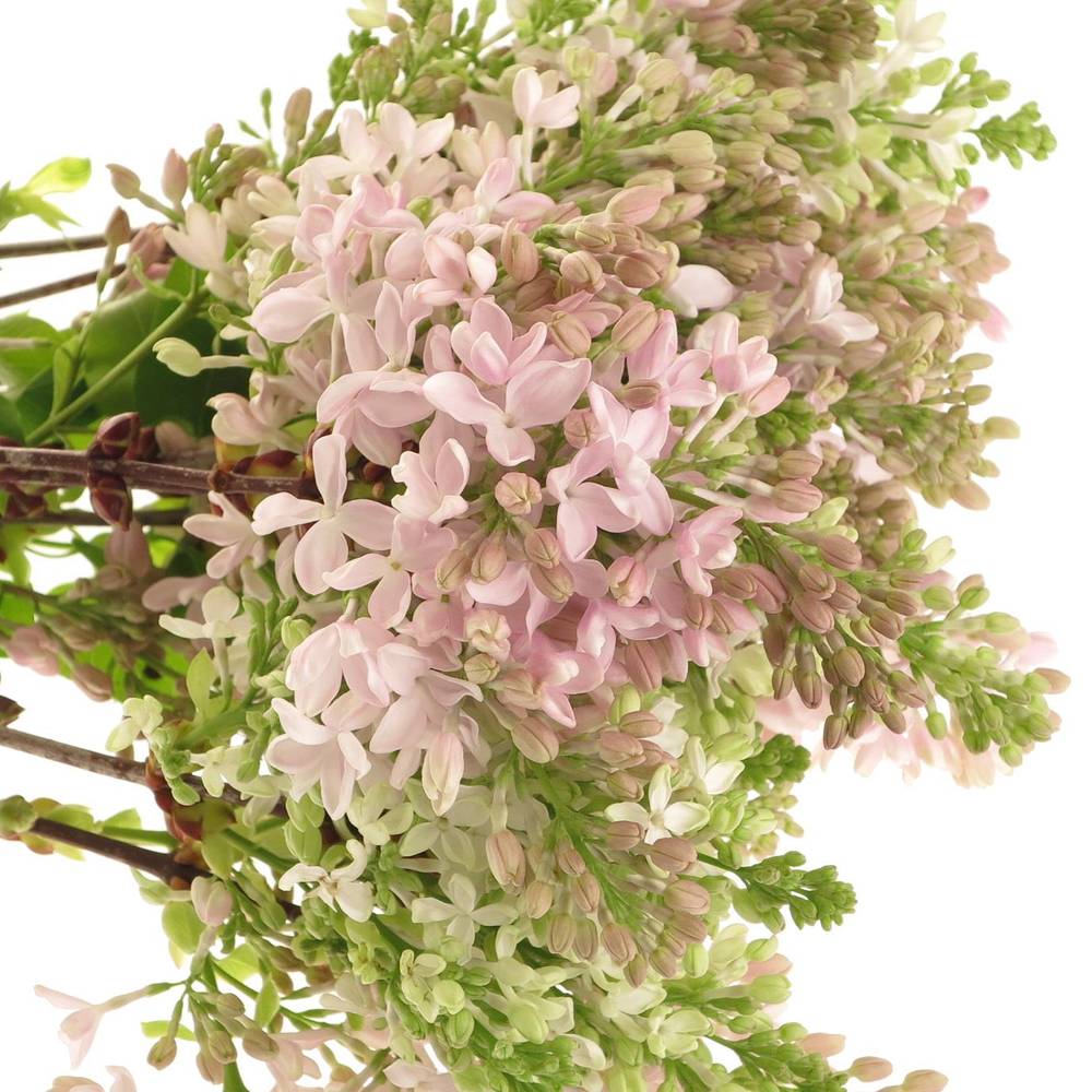Flieder rosa Esther Staley 2-3 Kopf 70cm