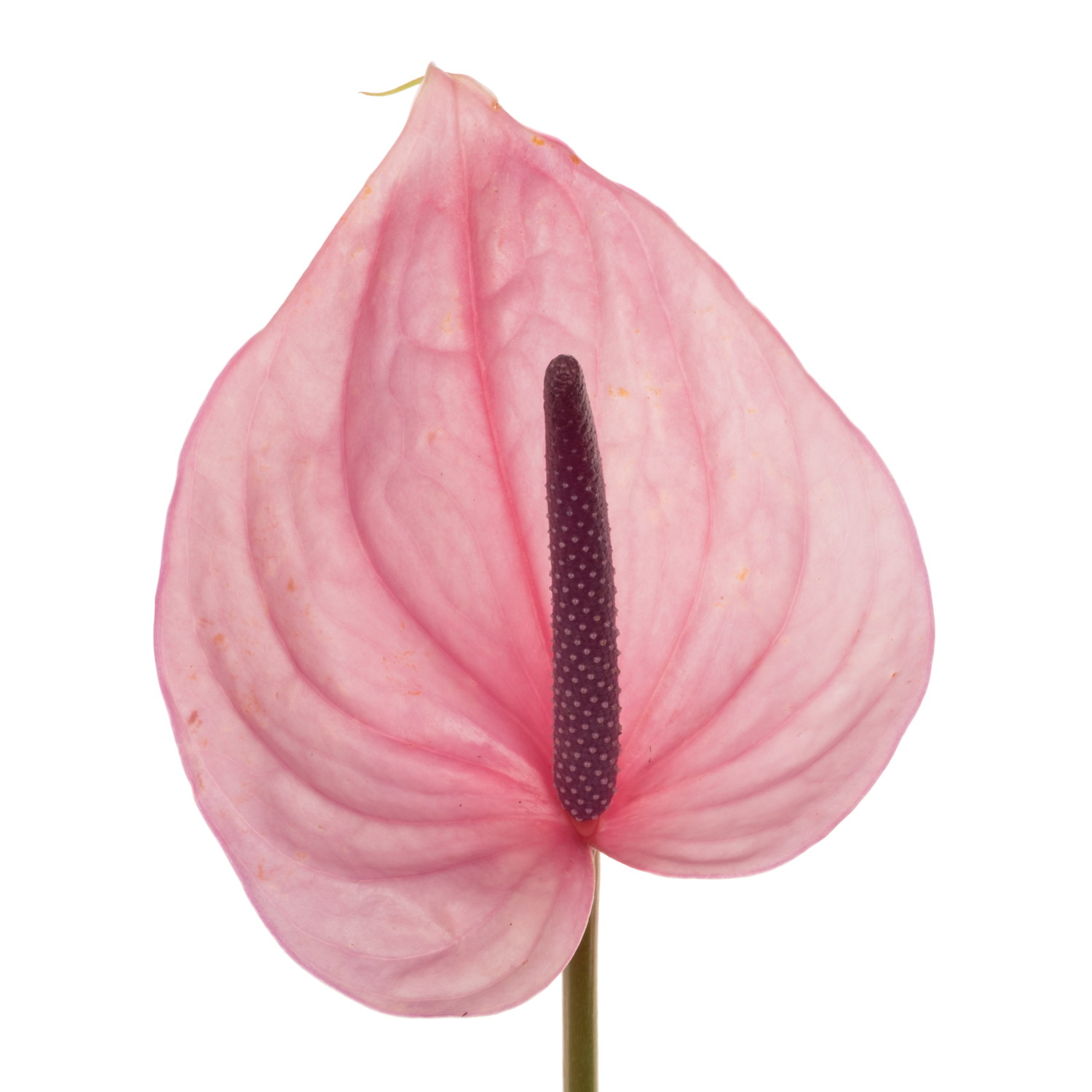 Anthurium hell rosa Bellanca Blüte 11cm