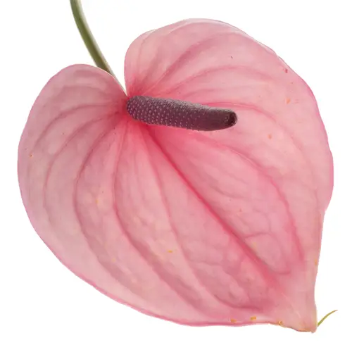 Anthurium hell rosa Bellanca Blüte 11cm