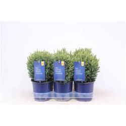 Chamaecyparis Laws. Snow White T15 H030