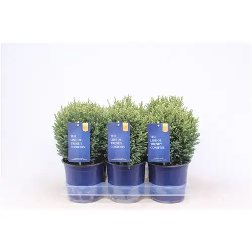 Chamaecyparis Laws. Snow White T15 H030