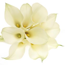 Calla creme Ventura 60cm