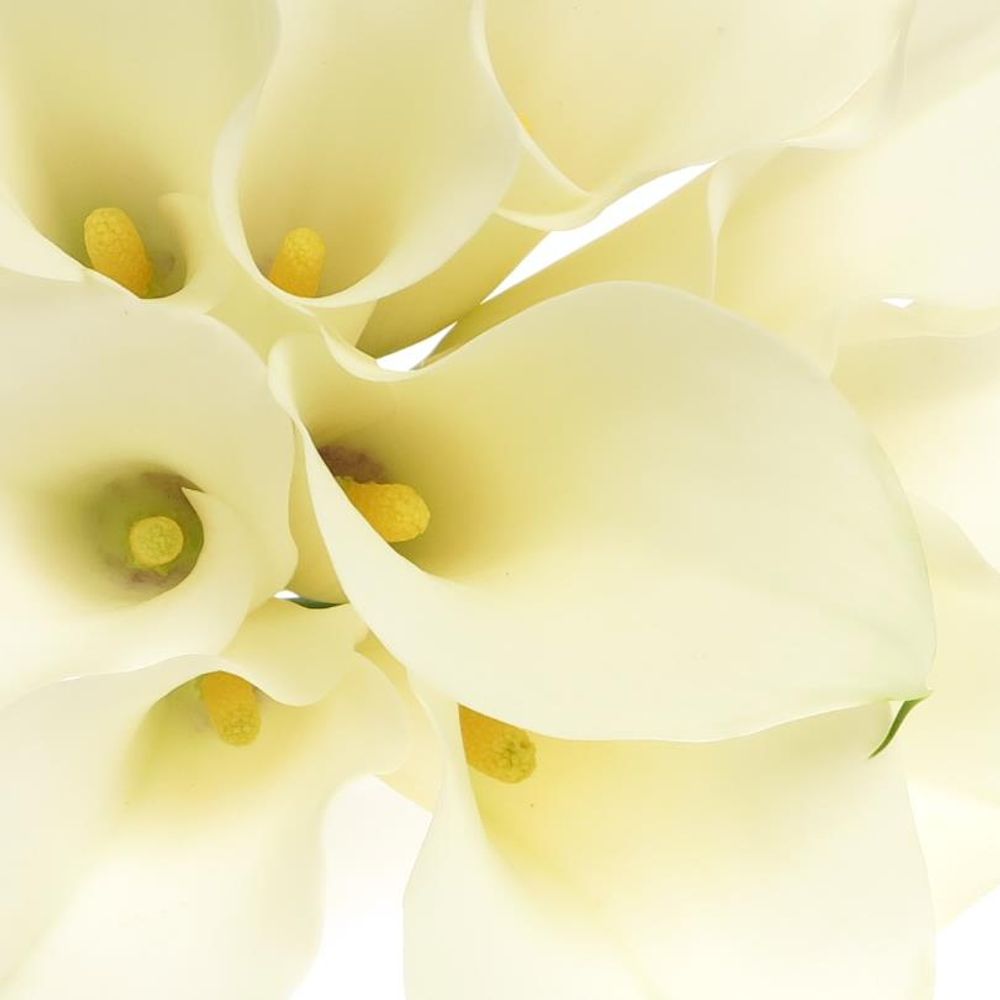 Calla creme Ventura 60cm
