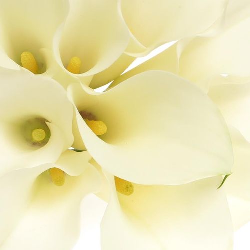 Calla creme Ventura 60cm